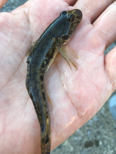 マハゼの釣果