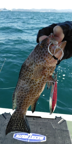 オオモンハタの釣果