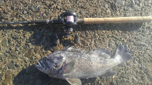 クロソイの釣果