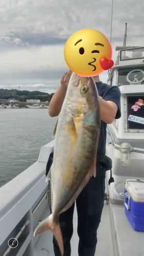 カンパチの釣果