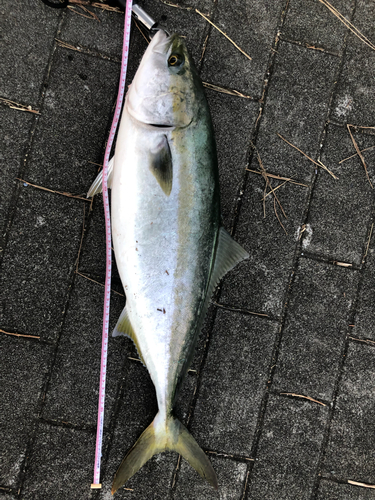 メジロの釣果