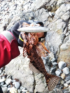 アナハゼの釣果