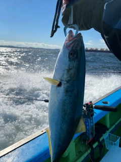 イナダの釣果