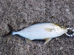 ショッコの釣果