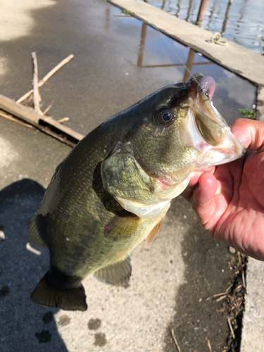 ブラックバスの釣果