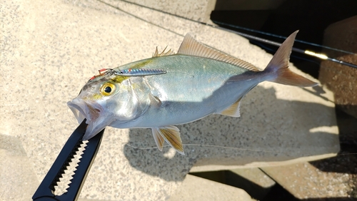 ショゴの釣果