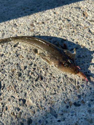 マゴチの釣果