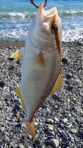 ショゴの釣果