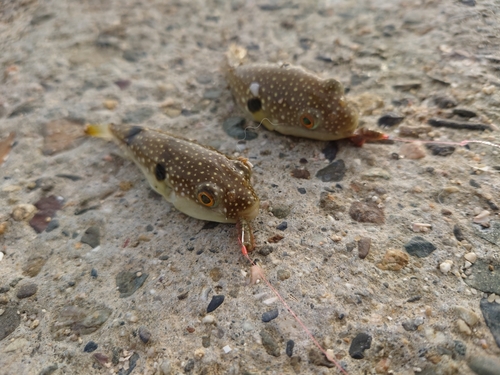 マアナゴの釣果