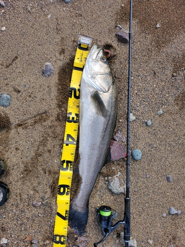 シーバスの釣果