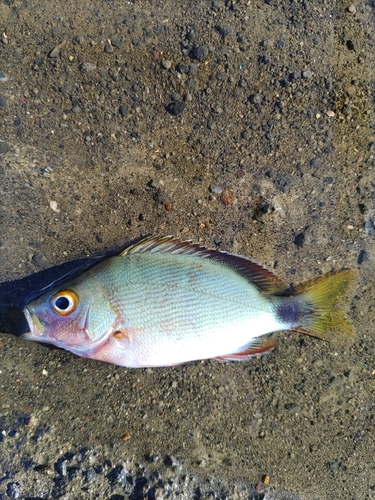 ヒメフエダイの釣果