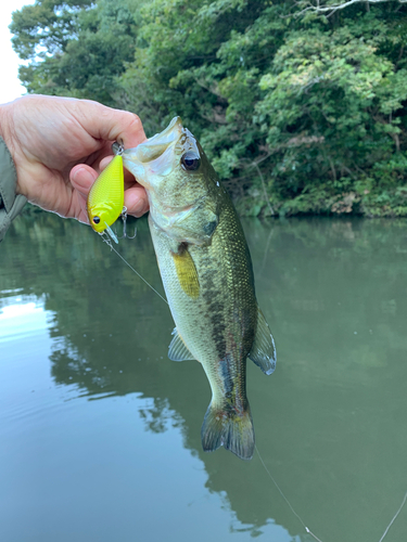 ラージマウスバスの釣果