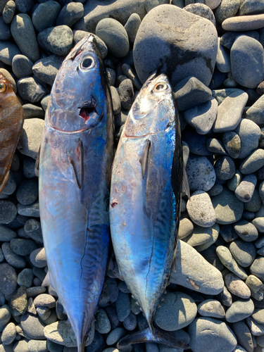 ソウダガツオの釣果