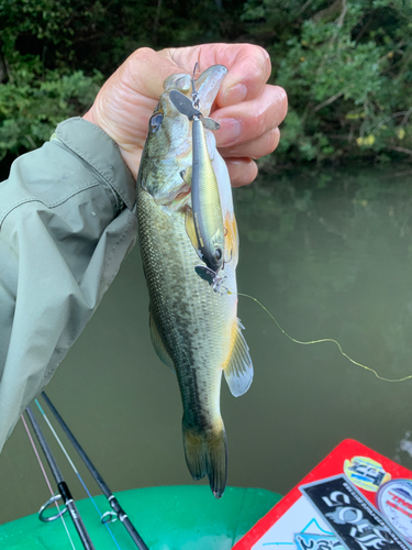 ラージマウスバスの釣果