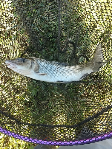 ニゴイの釣果