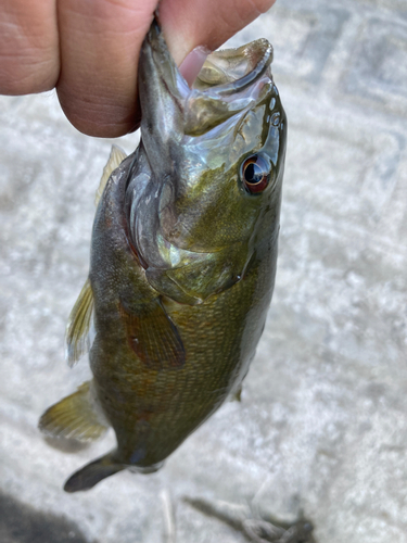 スモールマウスバスの釣果