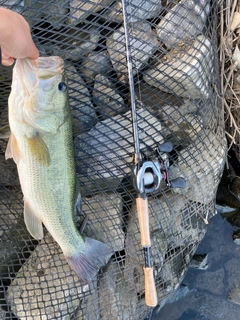 ラージマウスバスの釣果