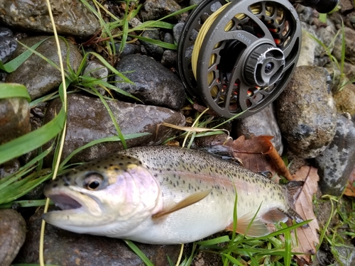 ニジマスの釣果