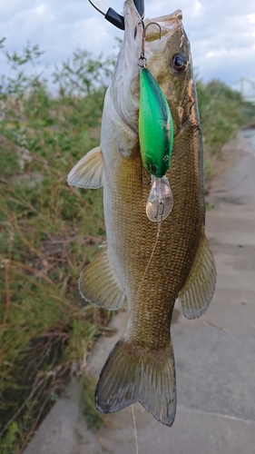 スモールマウスバスの釣果