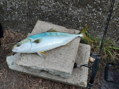 イナダの釣果