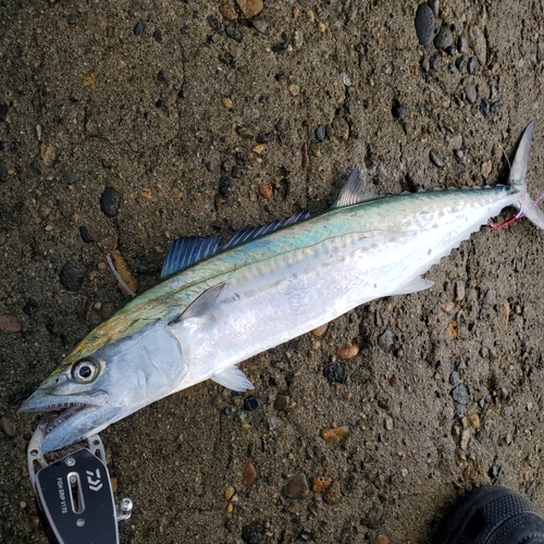 サゴシの釣果