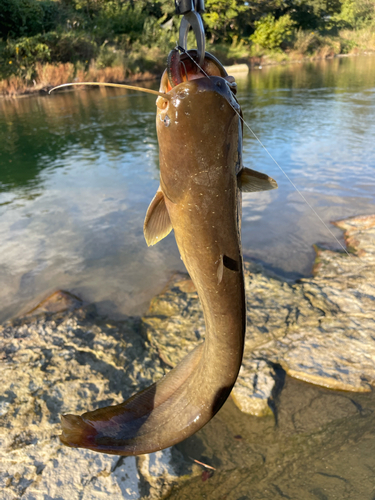 ナマズの釣果