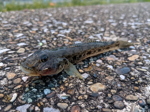 アカオビシマハゼの釣果