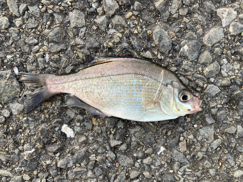 ウミタナゴの釣果