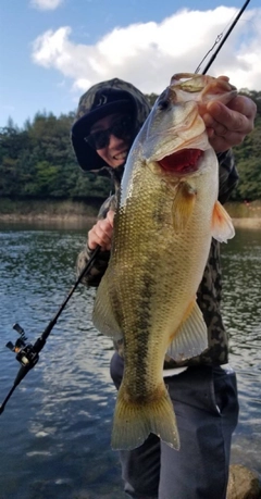 ブラックバスの釣果