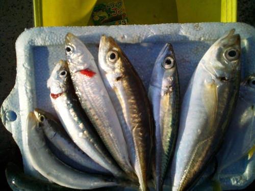 イワシの釣果