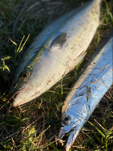 イナダの釣果