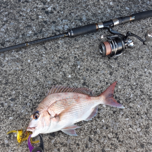 マダイの釣果