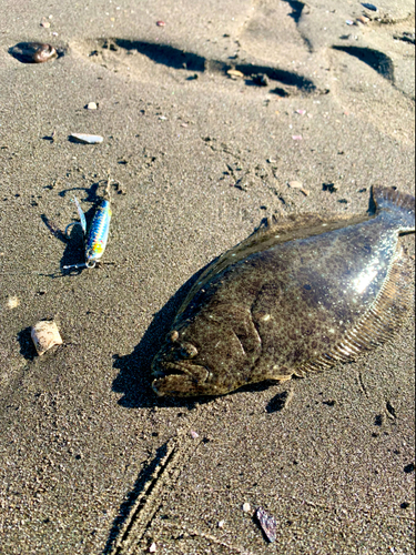 ヒラメの釣果