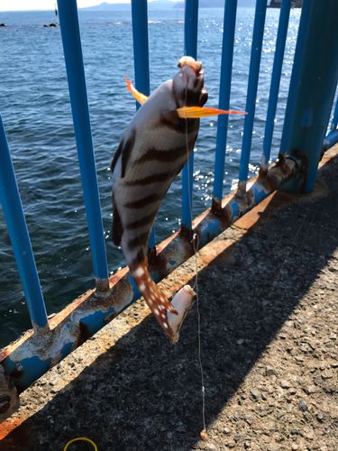 タカノハダイの釣果