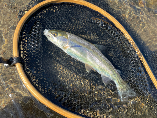 ニジマスの釣果