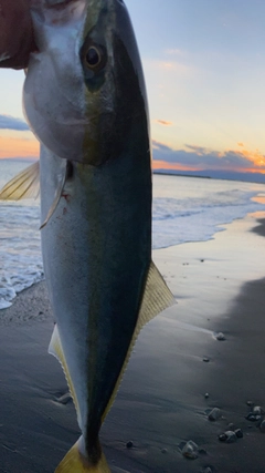 イナダの釣果