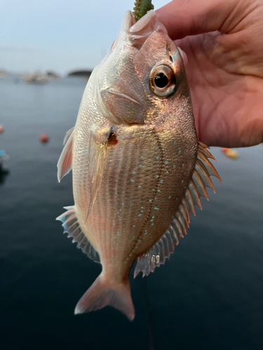 タイの釣果