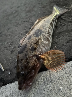 アイナメの釣果