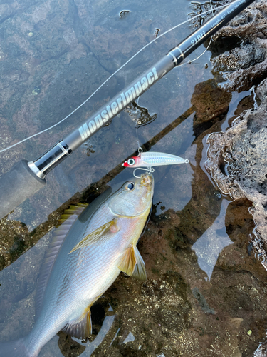 イサキの釣果