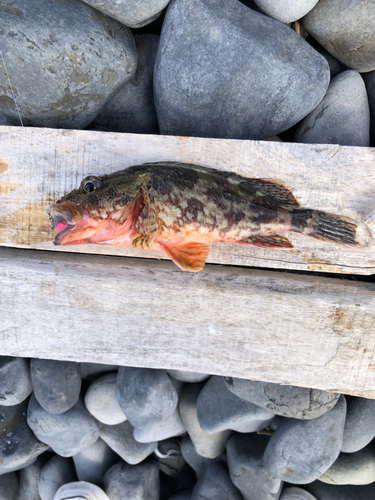 アラカブの釣果