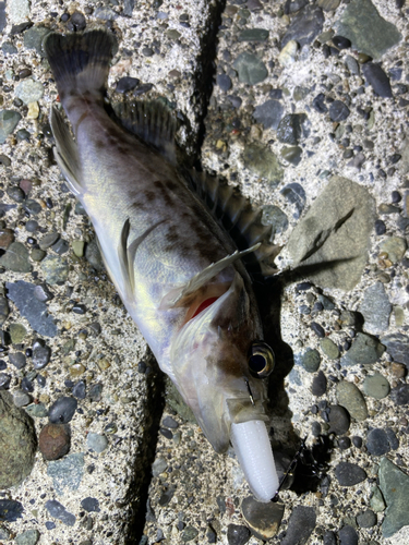 クロソイの釣果