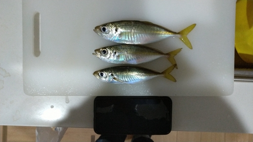 アジの釣果