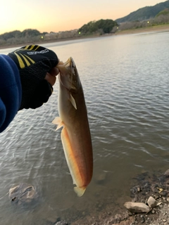 ナマズの釣果