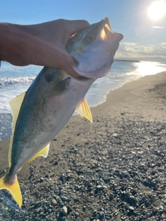 イナダの釣果