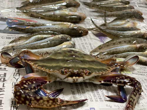 ワタリガニの釣果