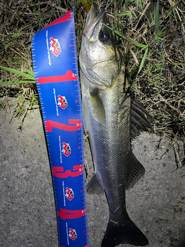 シーバスの釣果