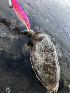 コウイカの釣果