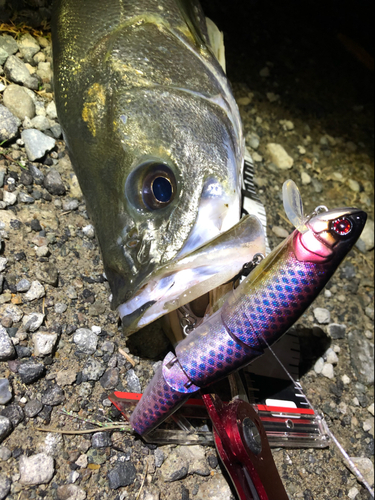 シーバスの釣果