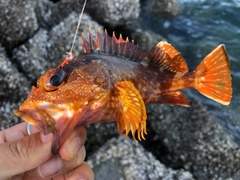 カサゴの釣果