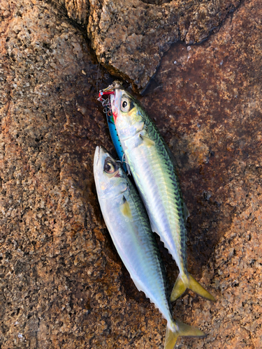 サバの釣果